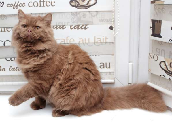 Британский подрощенный котик окраса циннамон в Москве фото 3