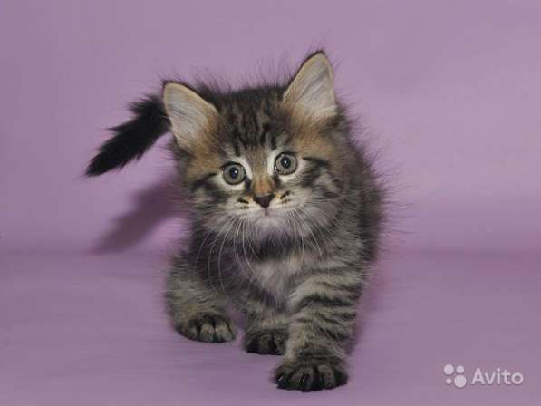 Сибирский котенок, мальчик