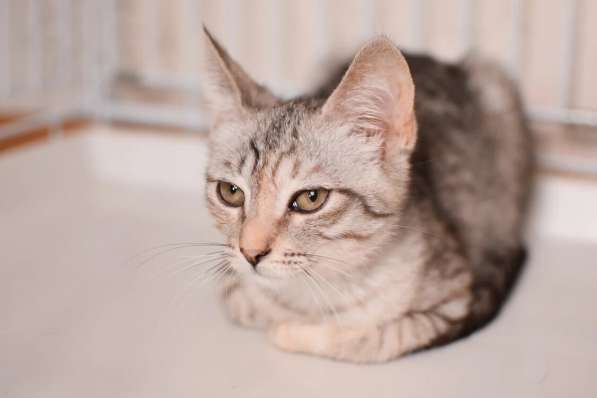 Нежная котенок Принцесса - ищет дом в Москве