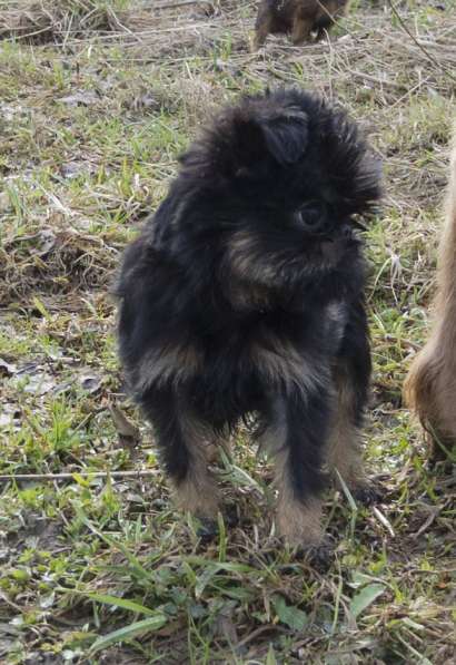 Великолепные щенки гриффона и пти-брабансона. Вязки в Москве фото 14