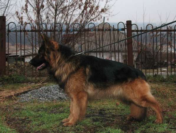 Отличный Кобель немецкой длинношерстной овчарки в Алуште фото 26