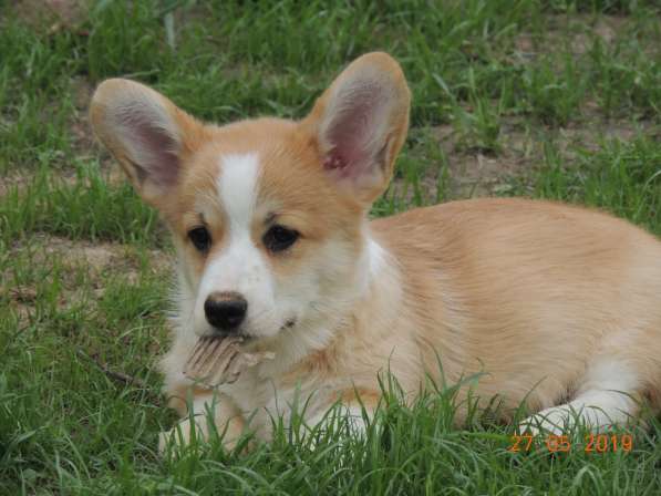 Вельш корги пемброк щенков продаю в Москве фото 14
