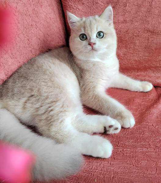 Котенок Vital лиловое золото су11