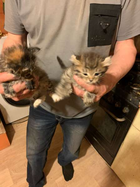 Котята в Екатеринбурге фото 4