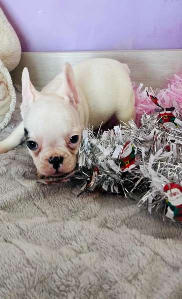 Французский бульдог в Уссурийске фото 5