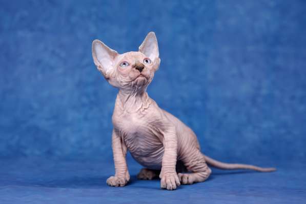 Питомник канадских сфинксов, эльфов, бамбино в Самаре фото 5