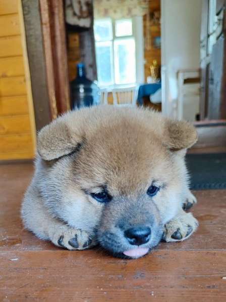 Сиба ину щенок