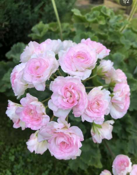 Сортовая пеларгония