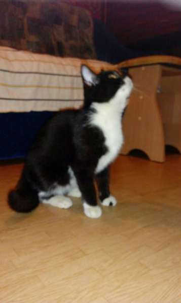 Отдам даром Маленький подкидыш в Санкт-Петербурге фото 7