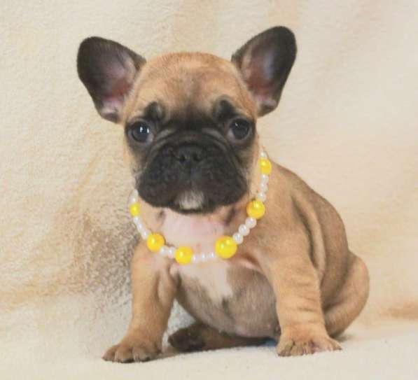 Щенки из питомника РКФ в Москве фото 8