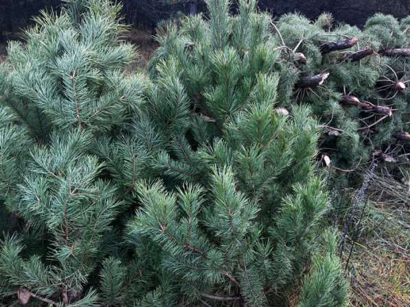 Новогодние ёлки (оптом)