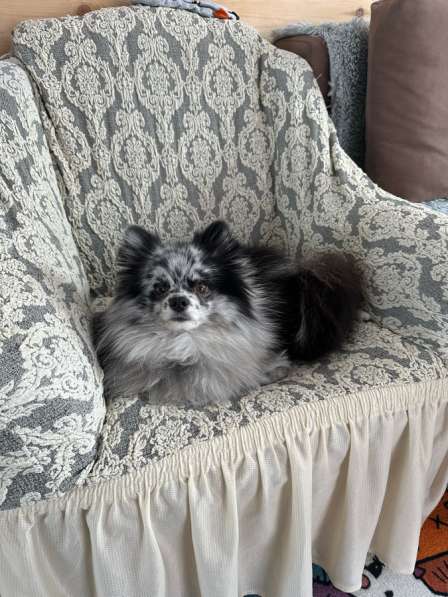 Померанский шпиц