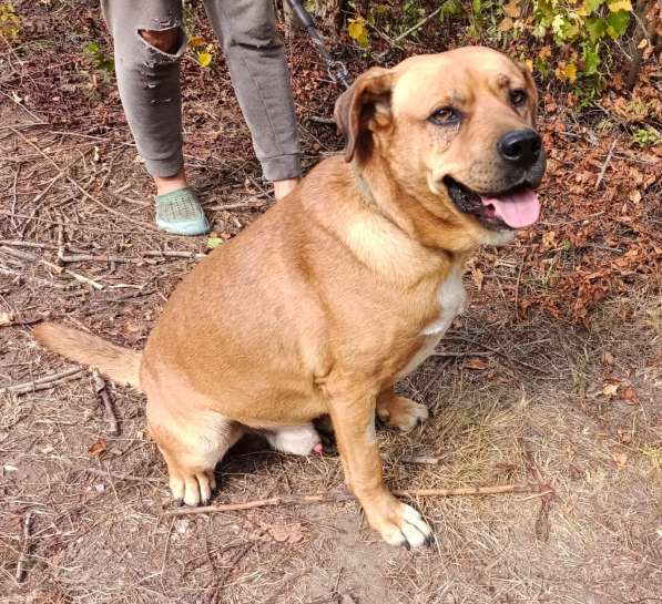 Брутальный пёс крепыш Бутч в добрые руки в Москве фото 4