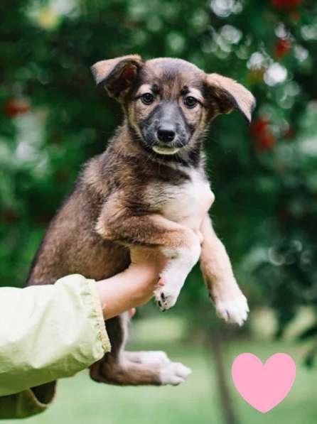 Отдам щенка в добрые руки в Красноярске