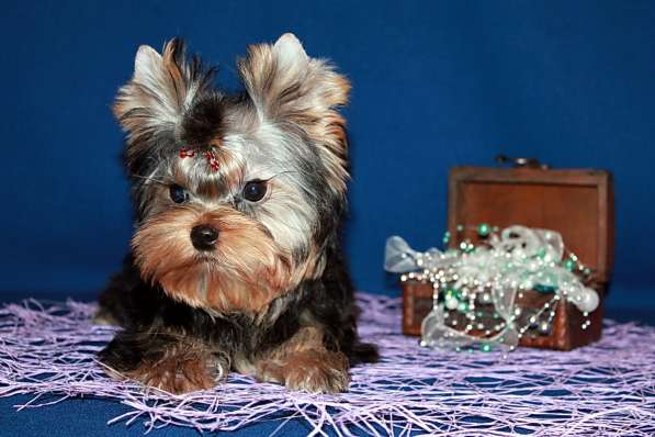 Мальчик Йорк от чемпионов