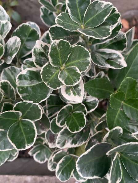 Вечнозеленые бересклеты в Москве фото 3