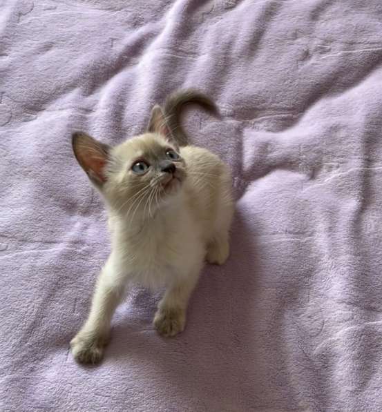 Тайский котёнок