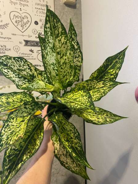 Комнатный цветок