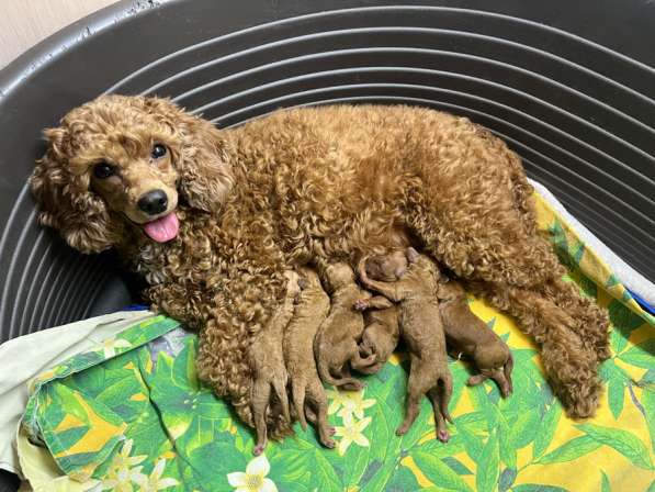 Щенки той-пуделя в Ижевске