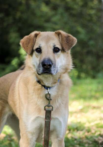 Чудесная Барабулька ищет дом и любящую семью! в Москве фото 5