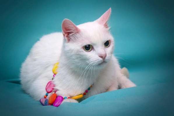 Белая кошечка Одри в добрые руки в Москве