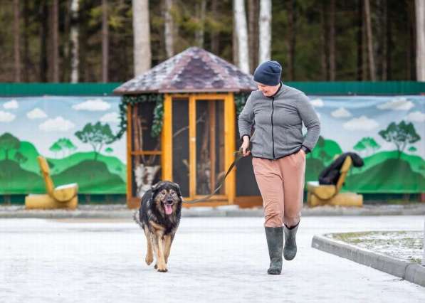 Дюшес - самый добрый в мире пёс ищет дом! в Москве фото 4