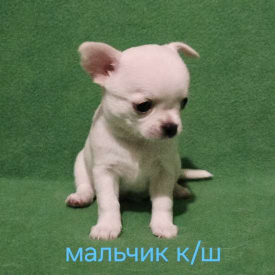 Великолепный мальчик чихуахуа в Москве фото 3