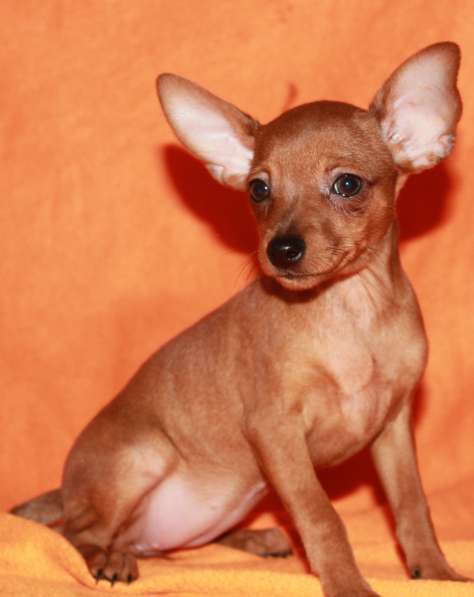 Продаются щенки пражского крысарика в Москве