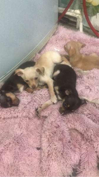 Русский тойчики