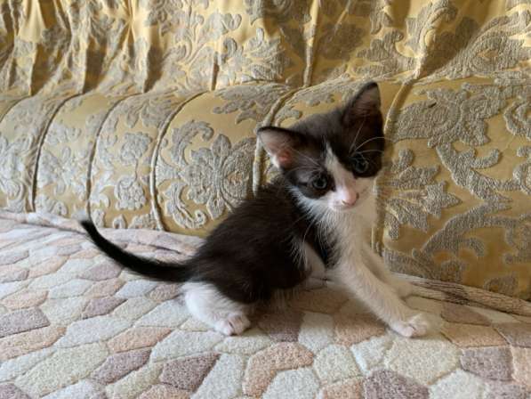Котёнок в Уфе фото 5