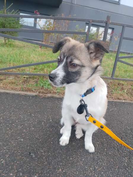 Маленькая ласковая собачка, 5 месяцев в Санкт-Петербурге фото 6