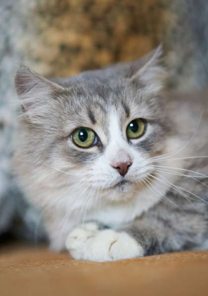 Красивая кошечка ищет семью в Москве фото 3