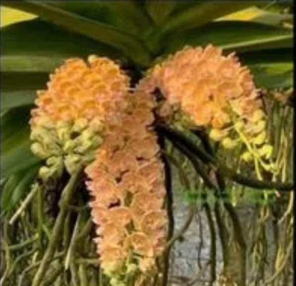 Орхидея Ванда в Челябинске фото 11