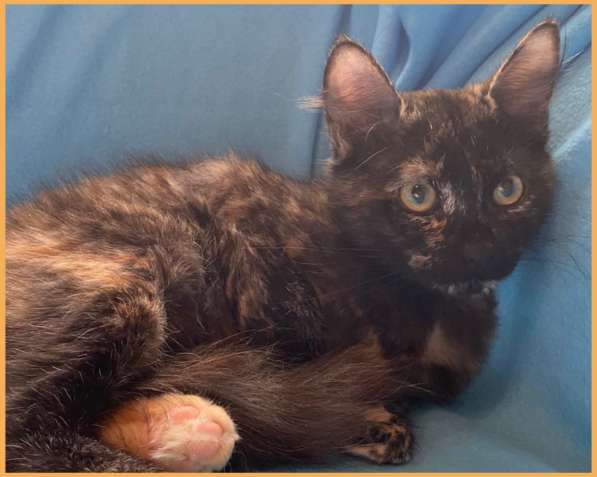 Суперласковая котенок-девочка Саманта в добрые руки в Москве фото 3