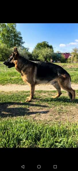 Щенки немецкой овчарки в Смоленске