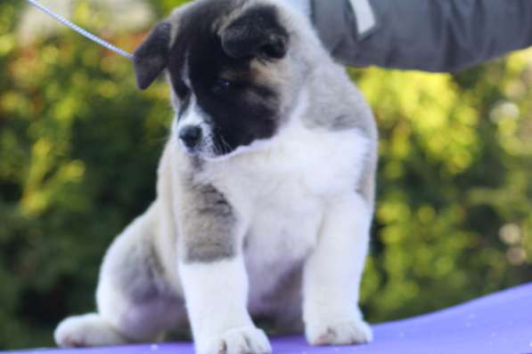 Щенки Американской акиты в Санкт-Петербурге фото 12