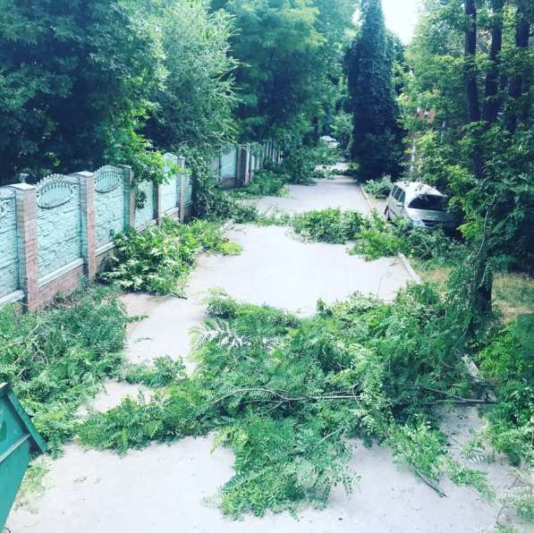 Спил деревьев в Таганроге фото 7