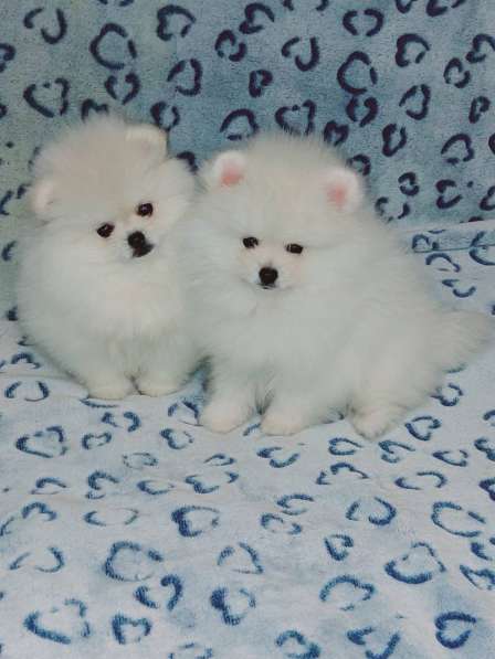 Pomeranian spitz. White girl's