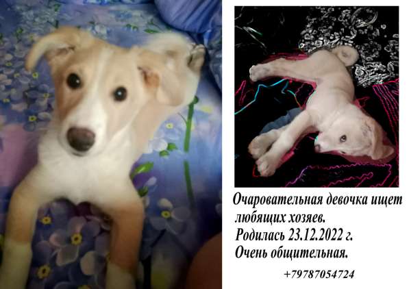 В хорошие руки