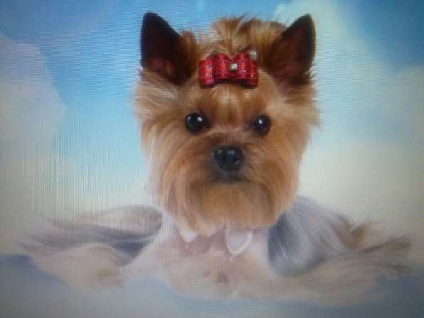 Йорочка подрощенная Мини девочка бэби фейс в Москве фото 7