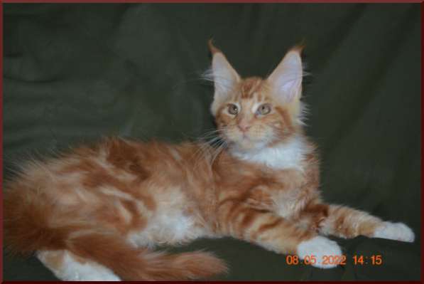 Роскошный черный котик мейн-кун из питомника в Астрахани фото 42