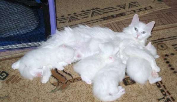 Ангорские котята