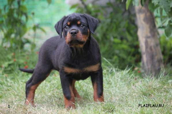 Ротвейлер мальчик топ-класса в Самаре фото 5