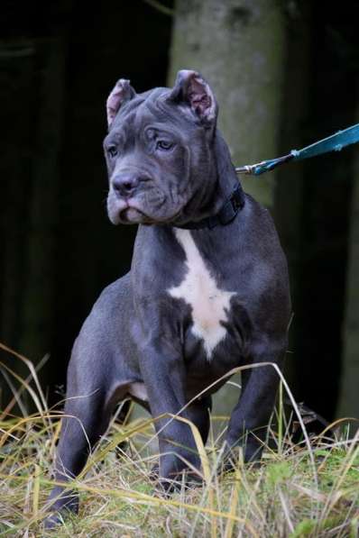 Cane Corso puppy в фото 13