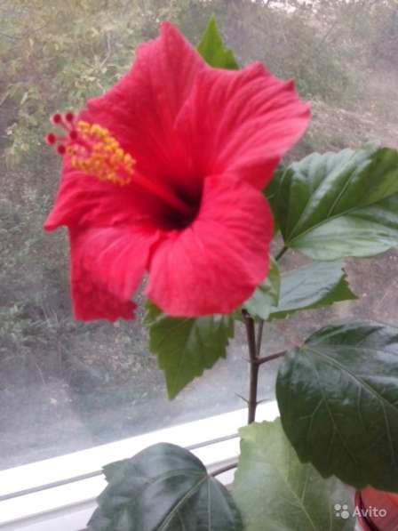 Гибискус китайский в Севастополе фото 4