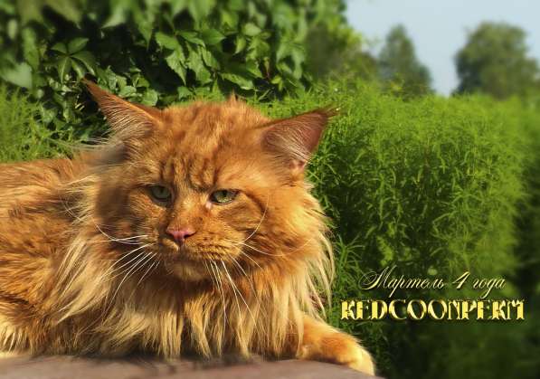 Котёнок мейн кун - уникального красного окраса. Шоу класс в Красноярске фото 20