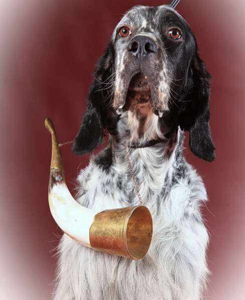 Английский сеттер щенки из элитного питомника в Москве фото 28