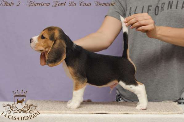 Перспективные щенки бигля FCI в 