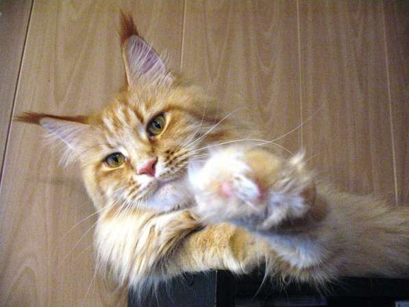 Взрослые девочки из питомника, возможно в совладение в Екатеринбурге фото 10