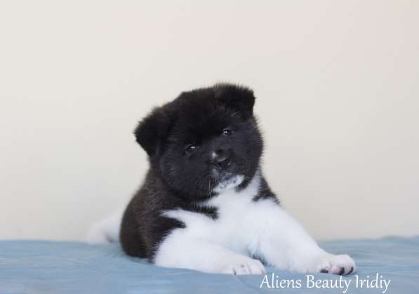 Щенки Американской акиты в Санкт-Петербурге фото 37